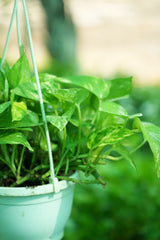 Golden Pothos
