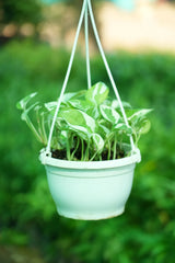 N_Joy Money Plant