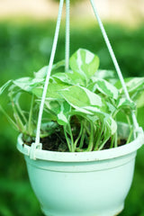 N_Joy Money Plant