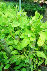 Philodendron _Golden Goddess_