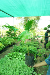 Chinese Fan Palm - D