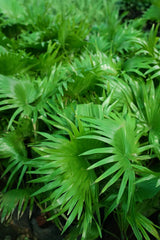Chinese Fan Palm - D