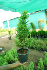 Lemon Cypress