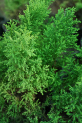 Oriental Arborvitae