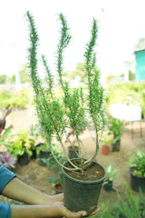 rosemary 1