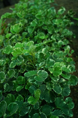 Variegated Balfour Aralia