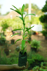 Lucky Bamboo 1