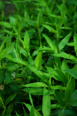 Lucky Bamboo 1