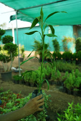 Lucky Bamboo 1