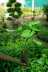 Syngonium podophyllum