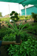 Spider Plant