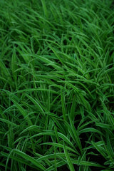 Spider Plant