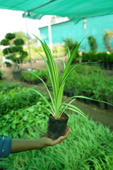 Golden Pandanus
