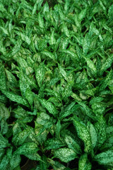 Aglaonema _Snow White_ - D
