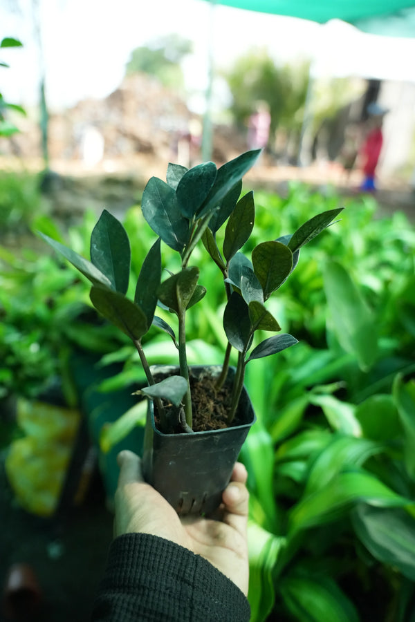 ZZ Plant