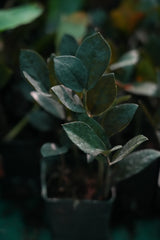 ZZ Plant