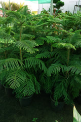 Norfolk Island pine