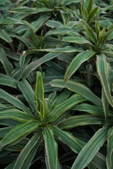Dracaena reflexa _Song of Jamaica