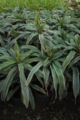 Dracaena reflexa _Song of Jamaica