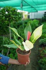 Philodendron _Prince of Orange_