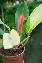 Philodendron _Prince of Orange_