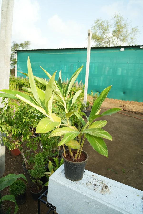 Variegated Shell Ginger 1