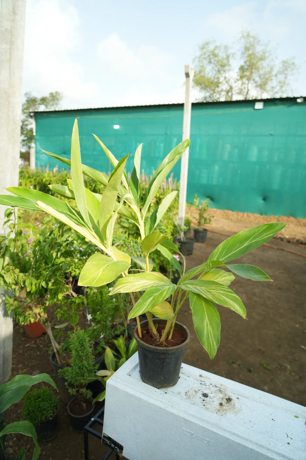 Variegated Shell Ginger 1