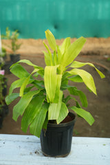 Dracaena fragrans _Lemon Lime_ - D