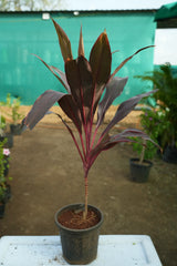 Cordyline fruticosa  1