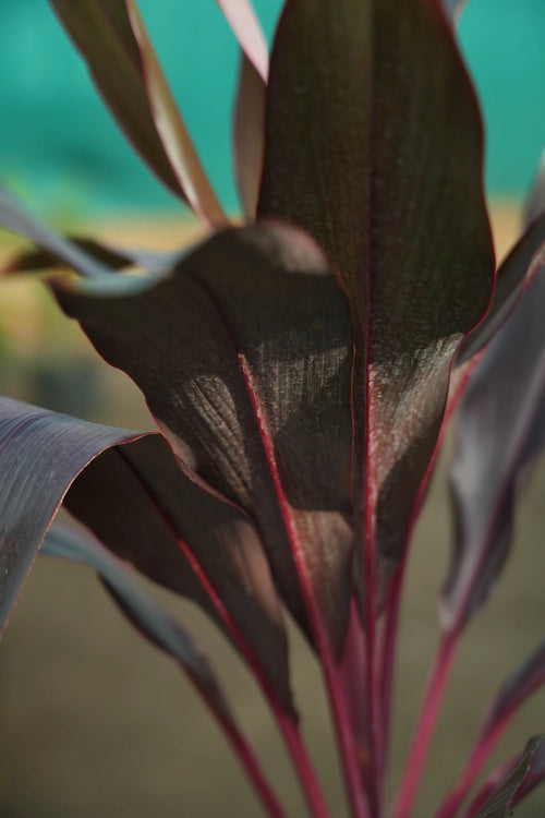 Cordyline fruticosa  1