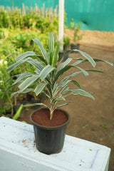 Dracaena reflexa _Song of Jamaica
