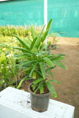 Rhapis excelsa 1