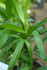 Rhapis excelsa 1