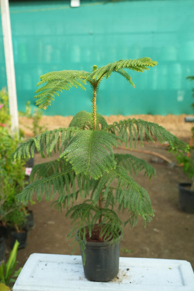 Christmas tree plant - D