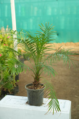 Pygmy Date Palm