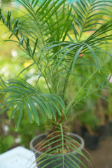 Pygmy Date Palm