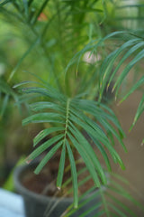 Pygmy Date Palm