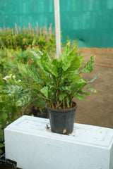 Aglaonema _Dove_ -D