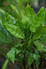 Aglaonema _Dove_ -D