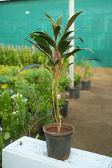 Cordyline fruticosa 9
