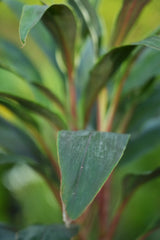 Cordyline fruticosa 9