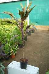 Cordyline fruticosa 9