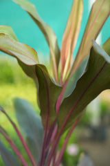 Cordyline fruticosa 9
