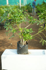 Schefflera arboricola