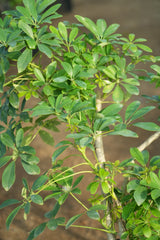 Schefflera arboricola