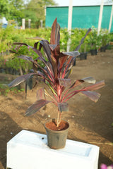 Cordyline fruticosa 4