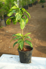 Cordyline fruticosa _Lemon Lime_