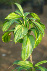 Cordyline fruticosa _Lemon Lime_