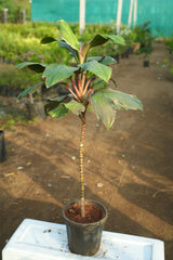 Cordyline fruticosa 11
