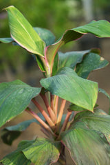 Cordyline fruticosa 11